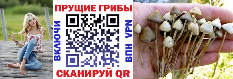 Псилоцибиновые грибы Psilocybine cubensis  Купить  Ярославль 